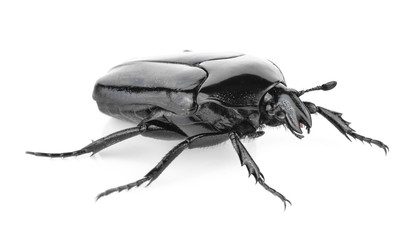Black beetle isolated on white background