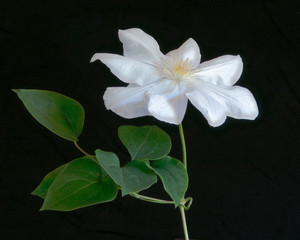 White Clematis