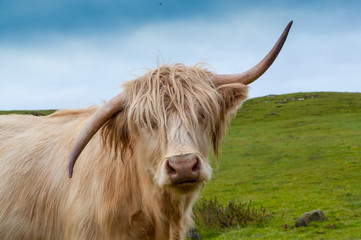 Highland cow