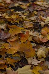Autumn fallen leaves closeup sunlight illuminated background for design