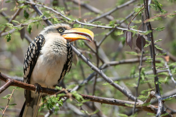 A portrait of a beautiful wild yellow billed hornbill sitting on a branch in Samburu/Kenya/Africa during safari trip. Birds and moment concept.