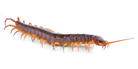 centipede isolated on white background © evegenesis