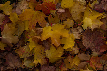 Autumn fallen leaves closeup sunlight illuminated background for design