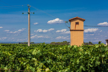 vigne et &eacute;lectricit&eacute;