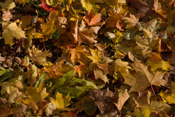 Autumn fallen leaves closeup sunlight illuminated background for design