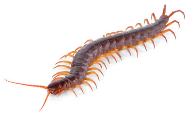 centipede isolated on white background