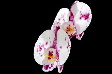 white and purple orchid isolated on black background