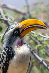 A portrait of a beautiful wild yellow billed hornbill sitting on a branch in Samburu/Kenya/Africa during safari trip. Birds and moment concept.
