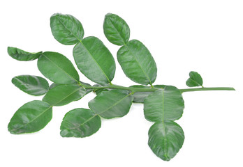 Bergamot leaves on a white background