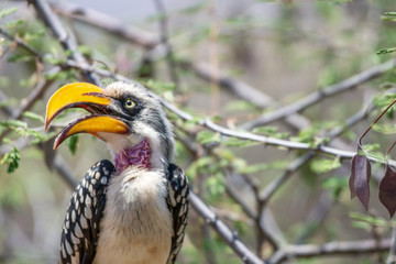 A portrait of a beautiful wild yellow billed hornbill sitting on a branch in Samburu/Kenya/Africa during safari trip. Birds and moment concept.