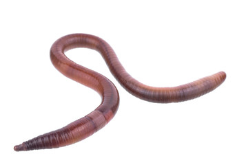 Earth worm isolated on white background