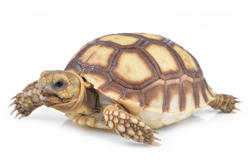 Naklejka premium turtle on white background