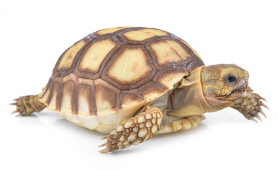 Obraz premium turtle on white background