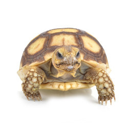 turtle on white background
