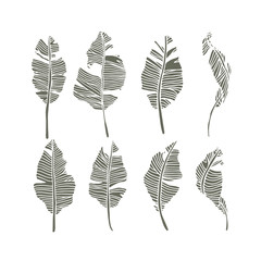 Set of palm leaf design for summer holiday, vector illustration.