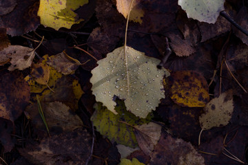 Autumn fallen leaves closeup lit by sunlight with drops of water after rain