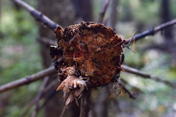 Trunk of a fallen tree in the forest closeup with branches on a highly blurred background