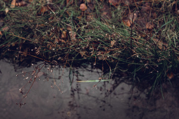 Autumn dry flowers ant grass and reflection in brook