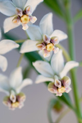 Fototapeta na wymiar 白背景の白い可愛い花