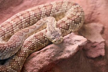 A brown snake rolled up on a stone