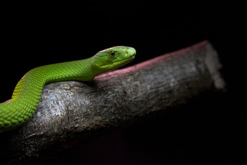 Obraz premium View of a dangerous green mamba snake on a trunk