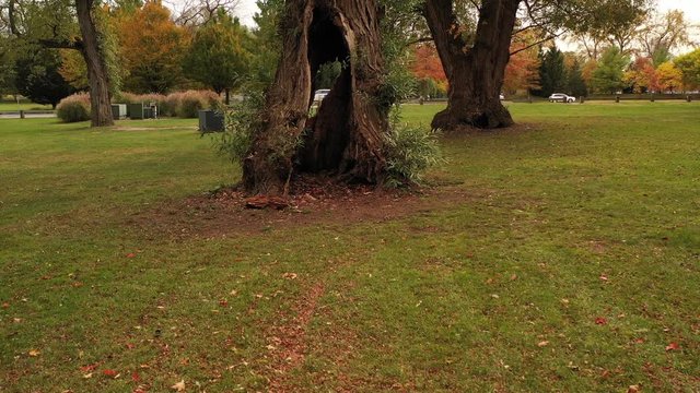 low altitude dolly out from an old tree with a hole in the trunk, back over empty wooden picnic tables & garbage containers. It's a cloudy day at Croton Point Park which is a Westchester County park