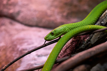 View of a dangerous green mamba snake on a trunk
