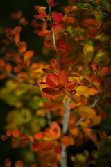 Autumn Branches close-up with small red yellow leaves and lit by Sunlight