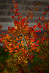 Autumn Branches close-up with small red leaves and lit by Sunlight