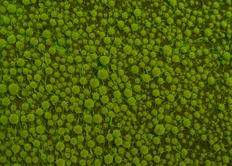 mold green  background