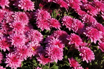 red flowers of chrysanthemum potted plant close up,
