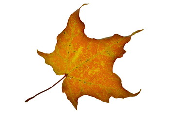 autumn leaf isolated on white background