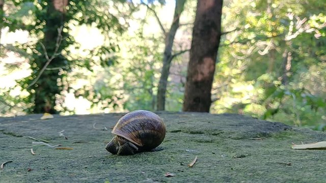 Snail filmed in time laps, near a forest on a hill in Romagna, Italy.