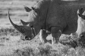 Obraz premium Closeup wildlife/animal portrait of a white rhino in Lake naivasha during kenya safari in Africa. Wilderness and outdoor concept.