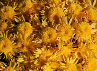 yellow pretty chrysanthemum flowers close up