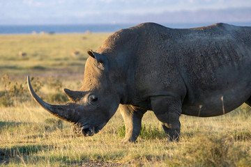 Obraz premium Closeup wildlife/animal portrait of a white rhino in Lake naivasha during kenya safari in Africa. Wilderness and outdoor concept.