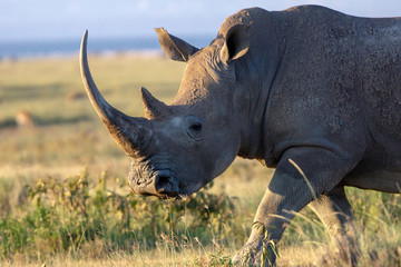 Obraz premium Closeup wildlife/animal portrait of a white rhino in Lake naivasha during kenya safari in Africa. Wilderness and outdoor concept.