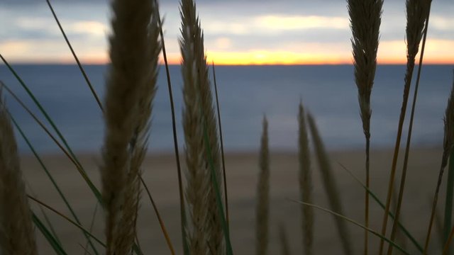 Close up video of wheat on Halmstad coast at sunset during winter time, Sweden