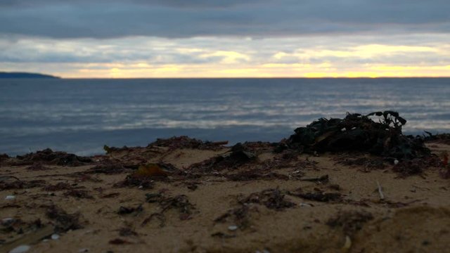 Close up sliding video of seaweed on the beach in Halmstad at sunset during Winter time, Sweden