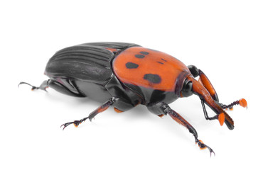 The red palm weevil, Rhynchophorus ferrugineus, is a species of snout beetle also known as the Asian palm weevil or sago palm weevil