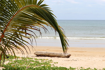 Tropical sandy beach, view to the sea through palm leaves, selective focus. Concept of relax on...
