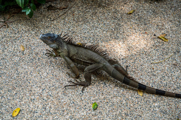 Green Iguana