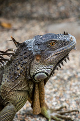 Close up image of the head of green iguana