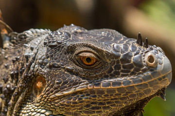 Close up image of the head of green iguana
