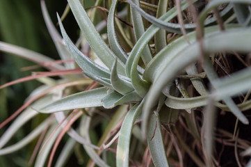 Sprawling Succulent