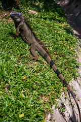 Green Iguana