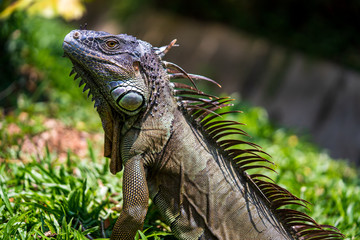 Close up image of the head of green iguana
