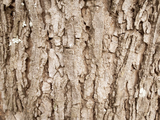 wood background