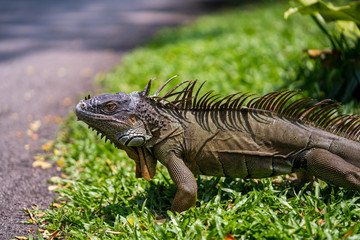 Close up image of the head of green iguana