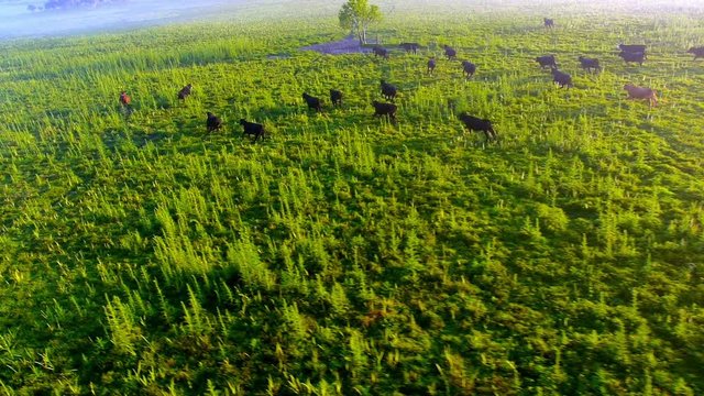 Cattle running away from a paramotor pilot flying over a green grass prairie